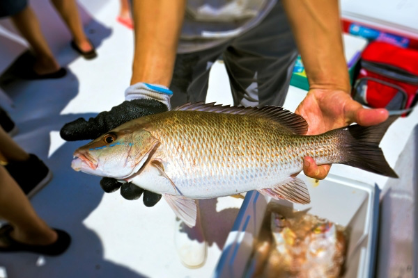 Man holding a caught Grouper fish