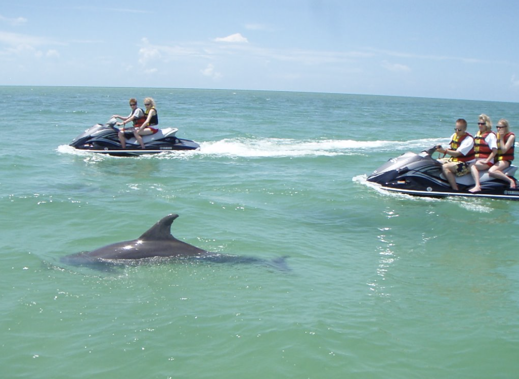 4 people on two pairs of jet Ski while a dolphin swims by